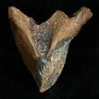 Huge, Unworn Triceratops Tooth - #5712-1